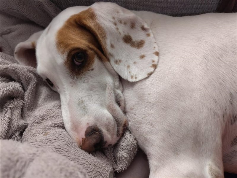 Rocky sucht sein zu Hause!❤️