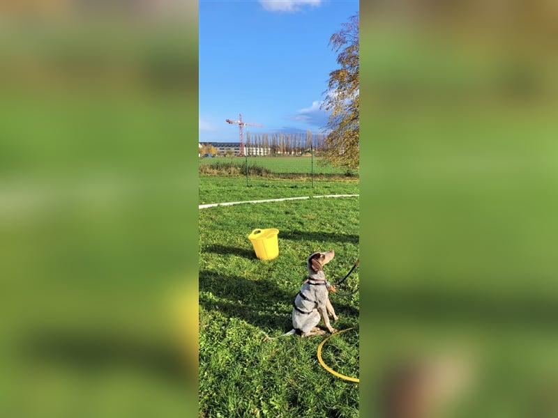 Willie sucht sein zu Hause ! ❤️