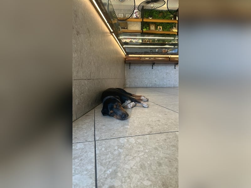 Chap sucht sein zu Hause!❤️