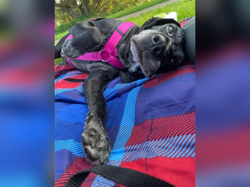 Athena sucht ihr Zuhause