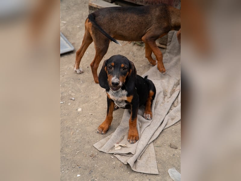 Mio sucht sein zu Hause!❤️