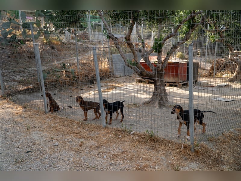 Dilan sucht sein zu Hause!❤️