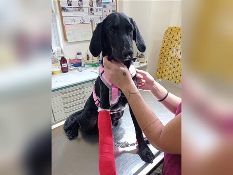 Sofita sucht ihr zu Hause! ❤️