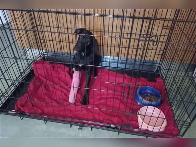 Sofita sucht ihr zu Hause! ❤️