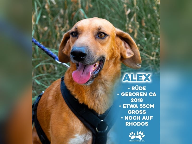 Alex sucht sein zu Hause!❤️