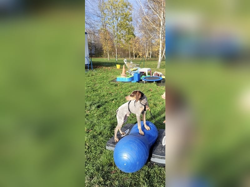 Willie sucht sein zu Hause ! ❤️