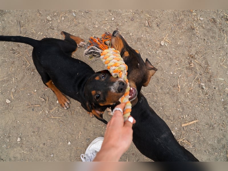 Mio sucht sein zu Hause!❤️