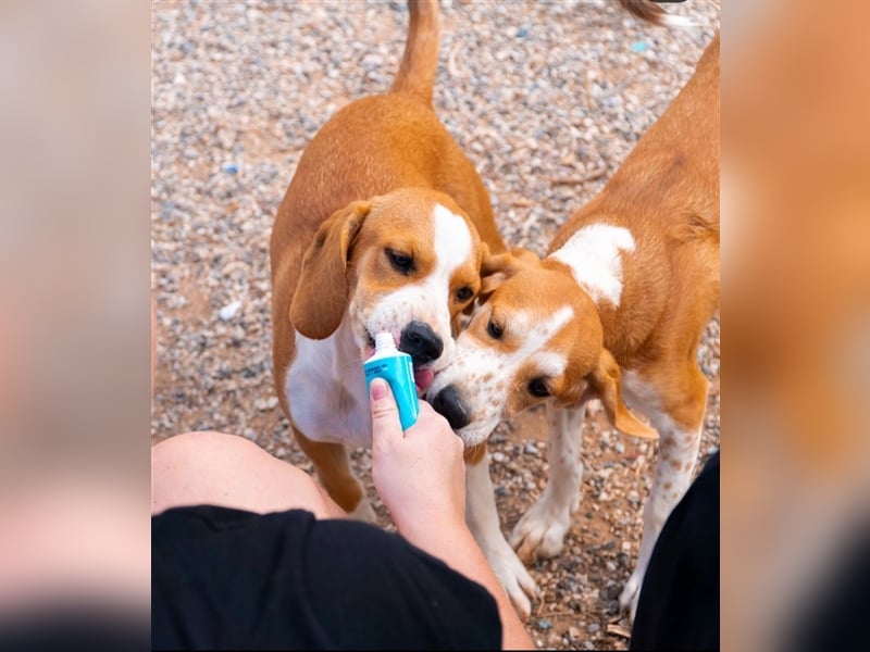 Charly sucht sein zu Hause!❤️