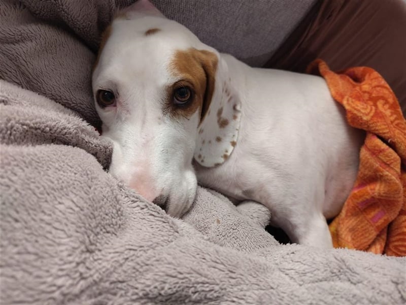 Rocky sucht sein zu Hause!❤️