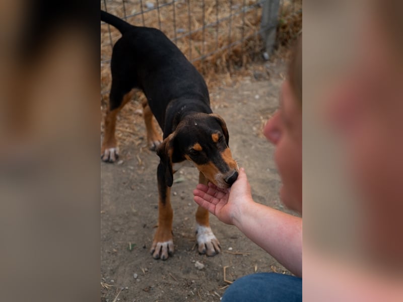 Dilan sucht sein zu Hause!❤️