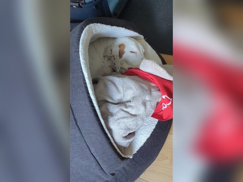 Rocky sucht sein zu Hause!❤️