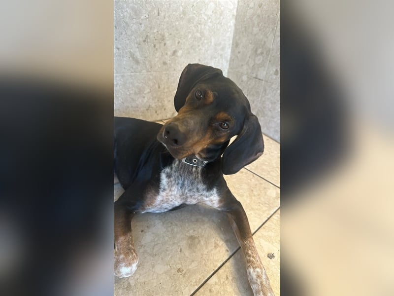 Chap sucht sein zu Hause!❤️