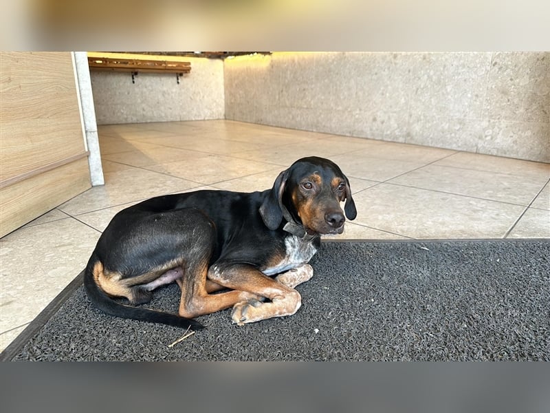 Chap sucht sein zu Hause!❤️