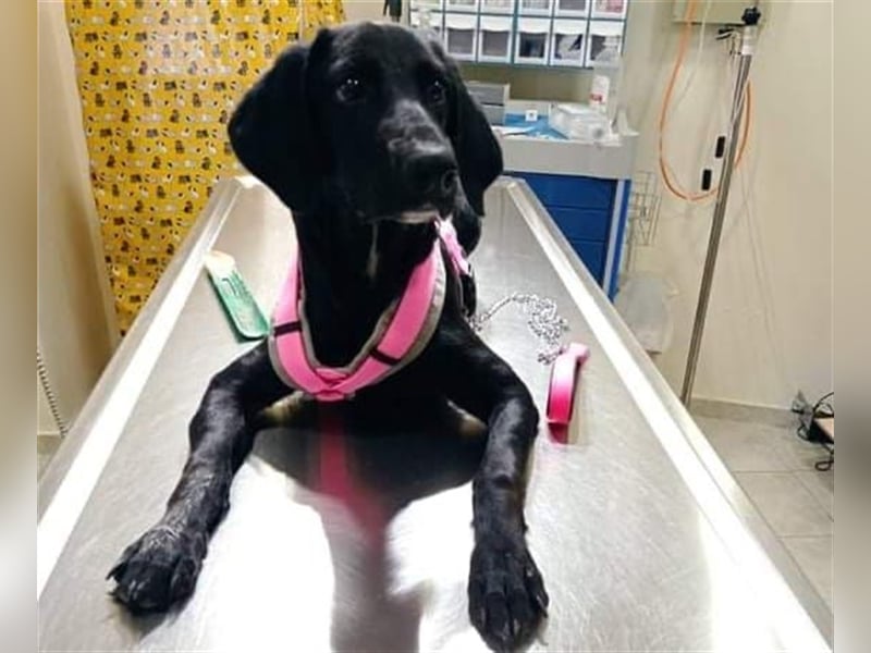 Sofita sucht ihr zu Hause! ❤️