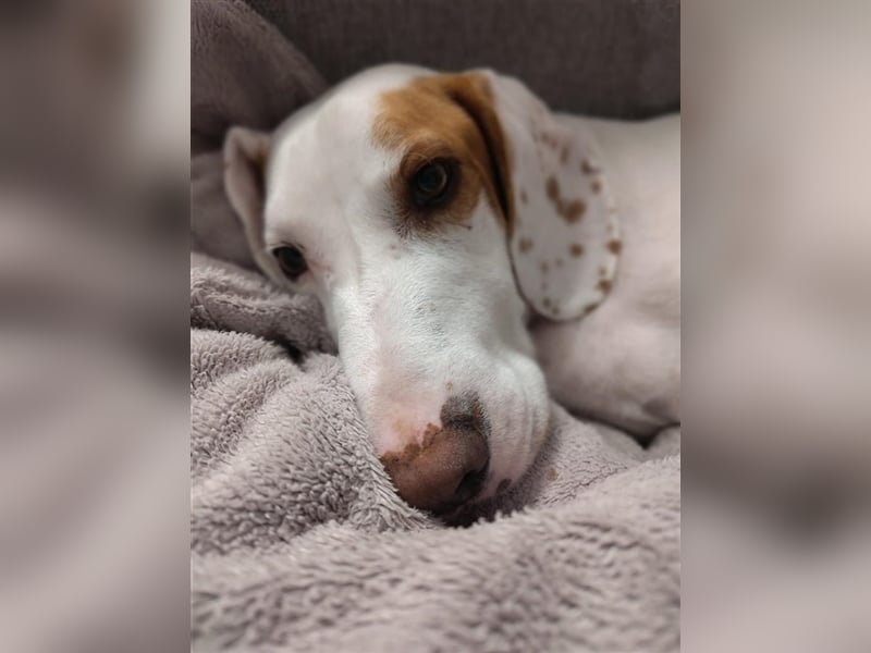 Rocky sucht sein zu Hause!❤️