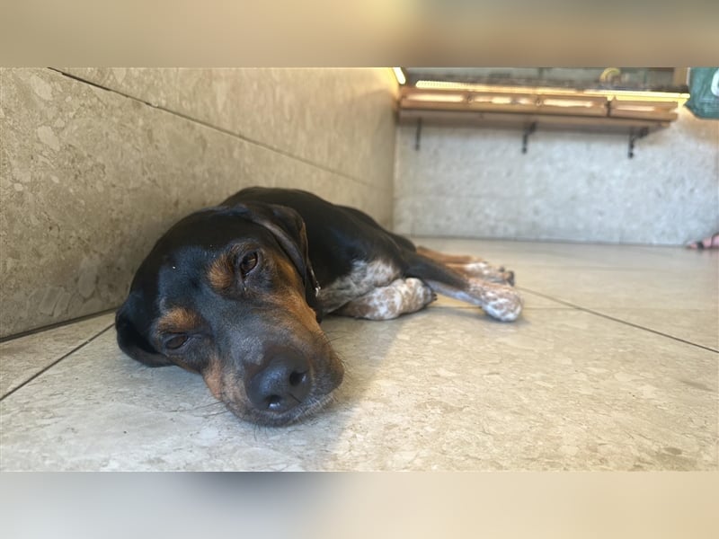 Chap sucht sein zu Hause!❤️