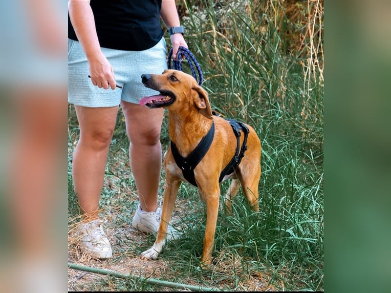 Alex sucht sein zu Hause!❤️