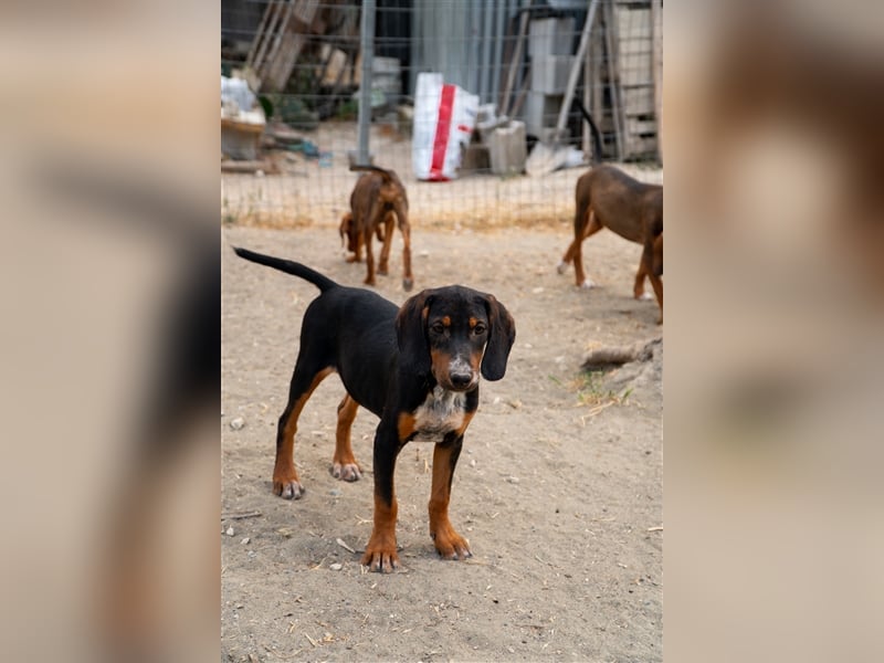 Mio sucht sein zu Hause!❤️