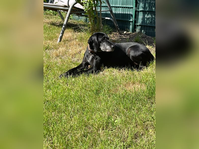 Athena sucht ihr Zuhause