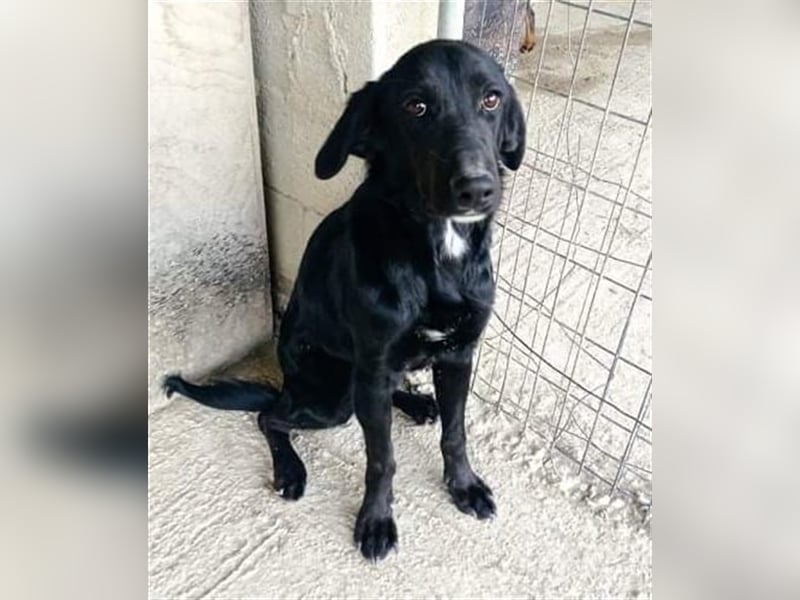 Sofita sucht ihr zu Hause! ❤️