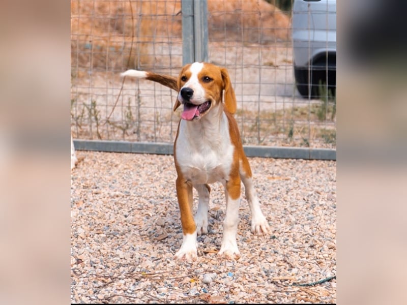 Charly sucht sein zu Hause!❤️