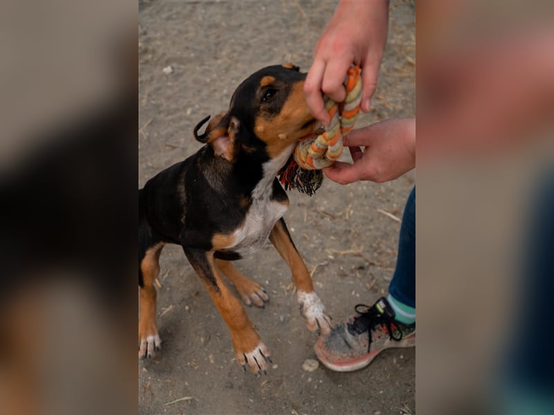 Dilan sucht sein zu Hause!❤️