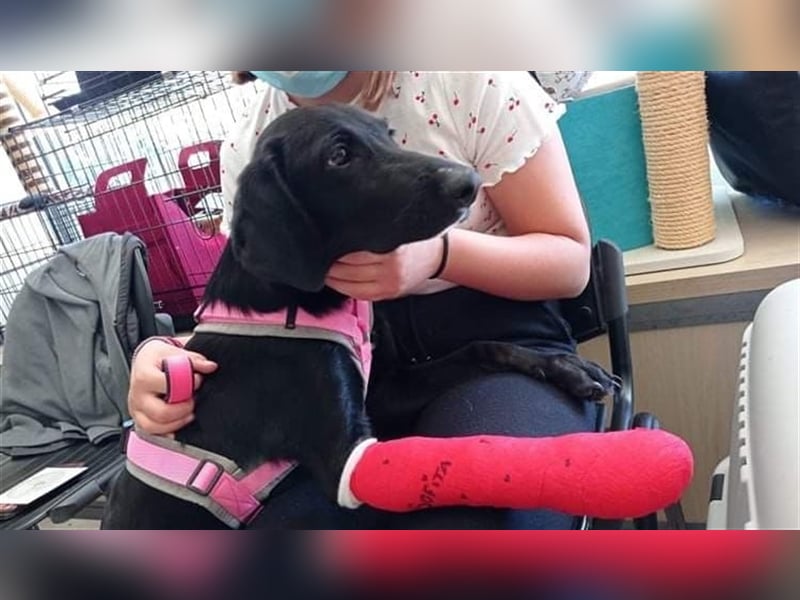 Sofita sucht ihr zu Hause! ❤️