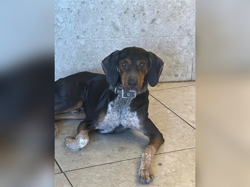 Chap sucht sein zu Hause!❤️