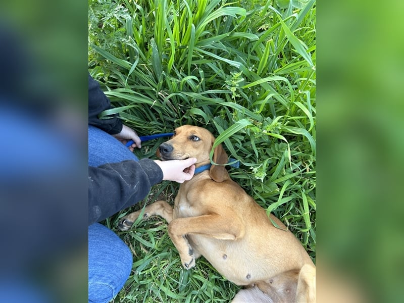 Ciara sucht ihr zu Hause! ❤️