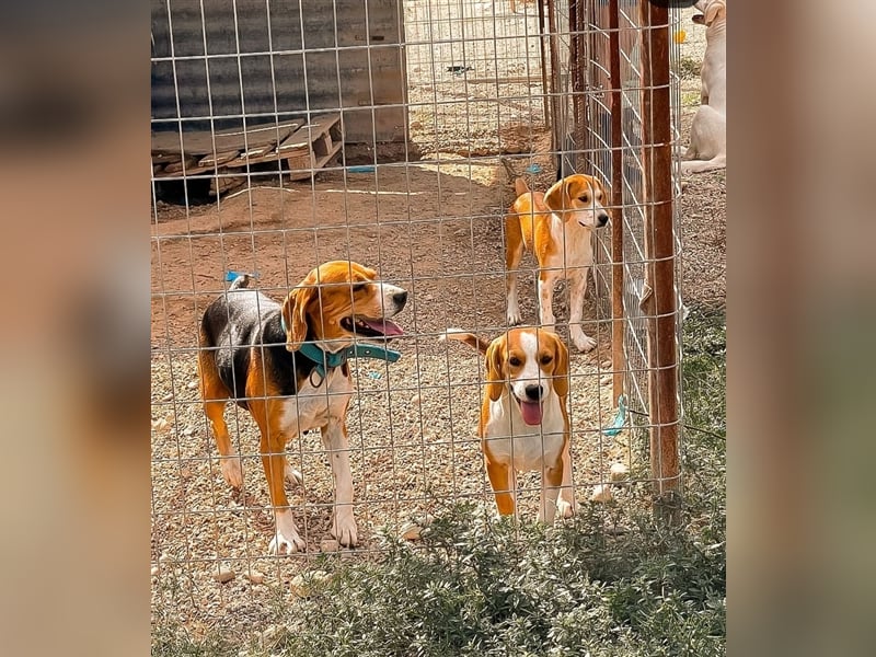 Charly sucht sein zu Hause!❤️