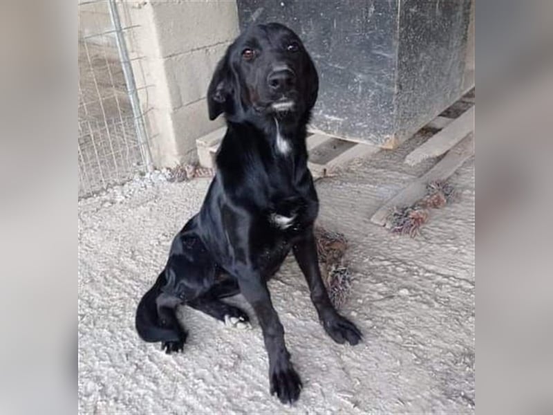 Sofita sucht ihr zu Hause! ❤️