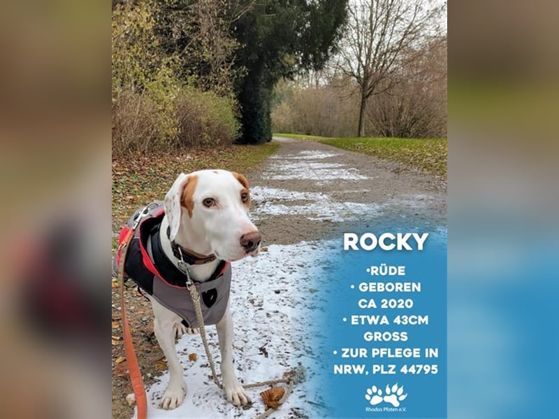 Rocky sucht sein zu Hause!❤️