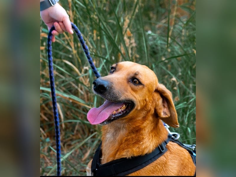 Alex sucht sein zu Hause!❤️