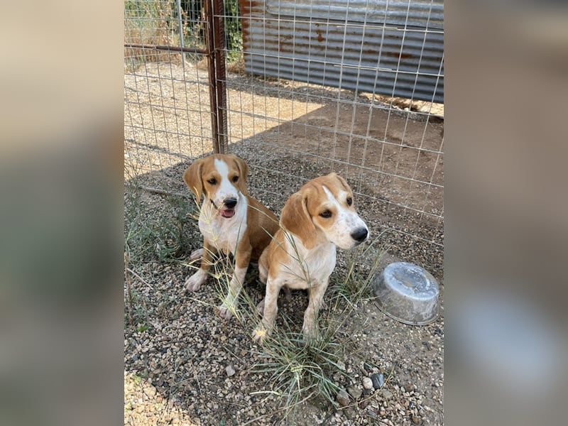 Charly sucht sein zu Hause!❤️