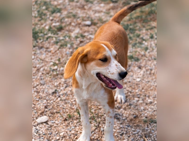 Sammy sucht sein zu Hause! ❤️