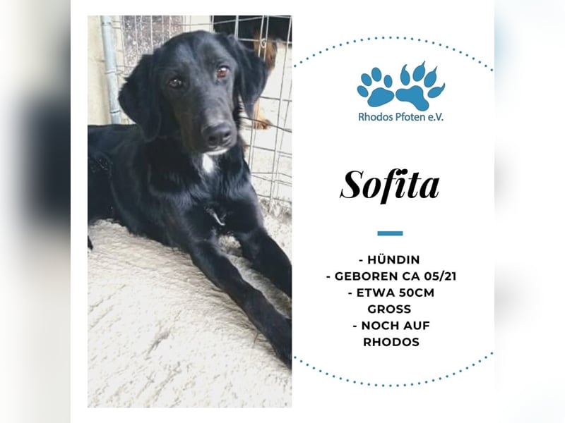 Sofita sucht ihr zu Hause! ❤️