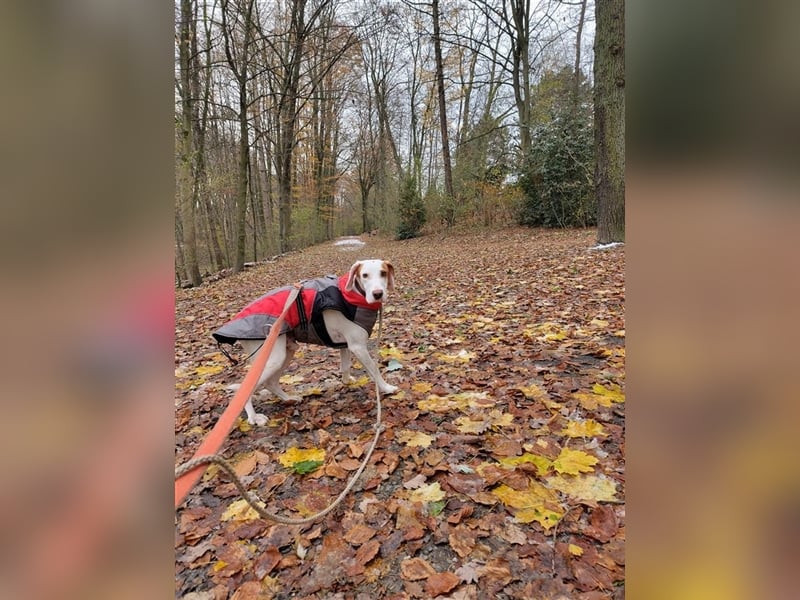 Rocky sucht sein zu Hause!❤️