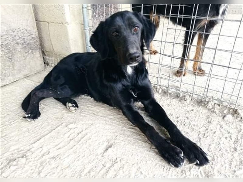 Sofita sucht ihr zu Hause! ❤️