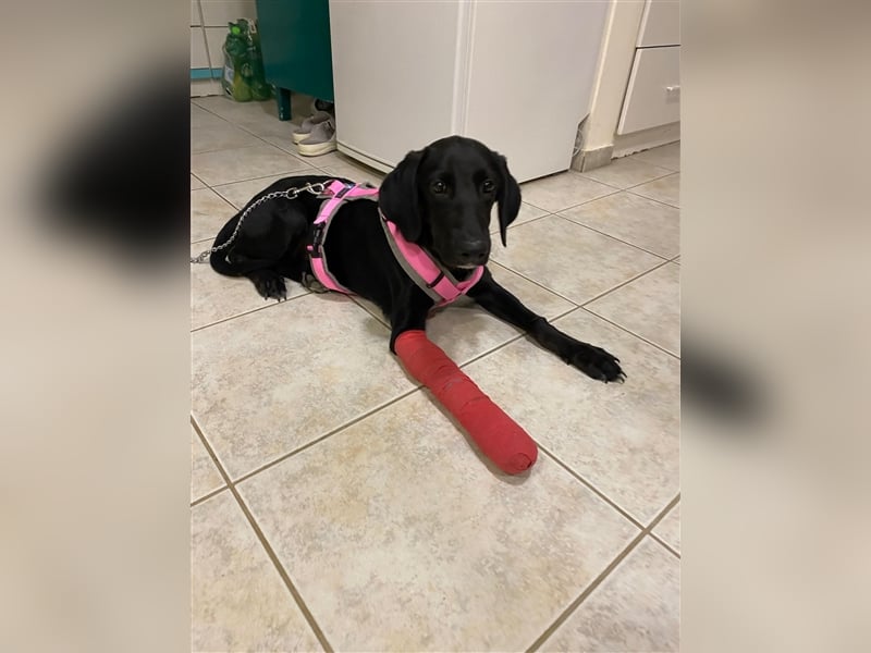 Sofita sucht ihr zu Hause! ❤️