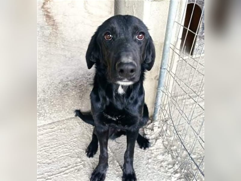 Sofita sucht ihr zu Hause! ❤️