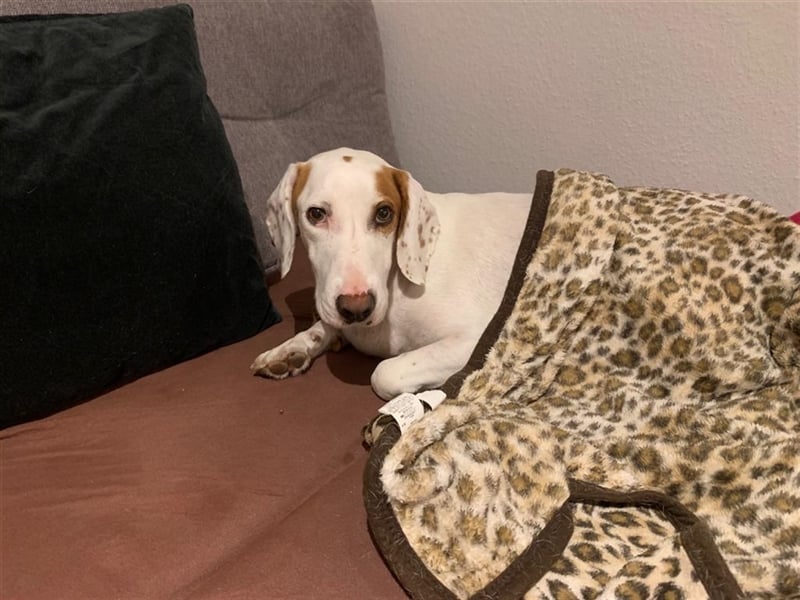 Rocky sucht sein zu Hause!❤️