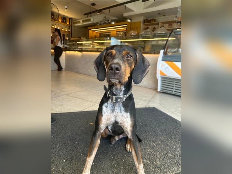 Chap sucht sein zu Hause!❤️