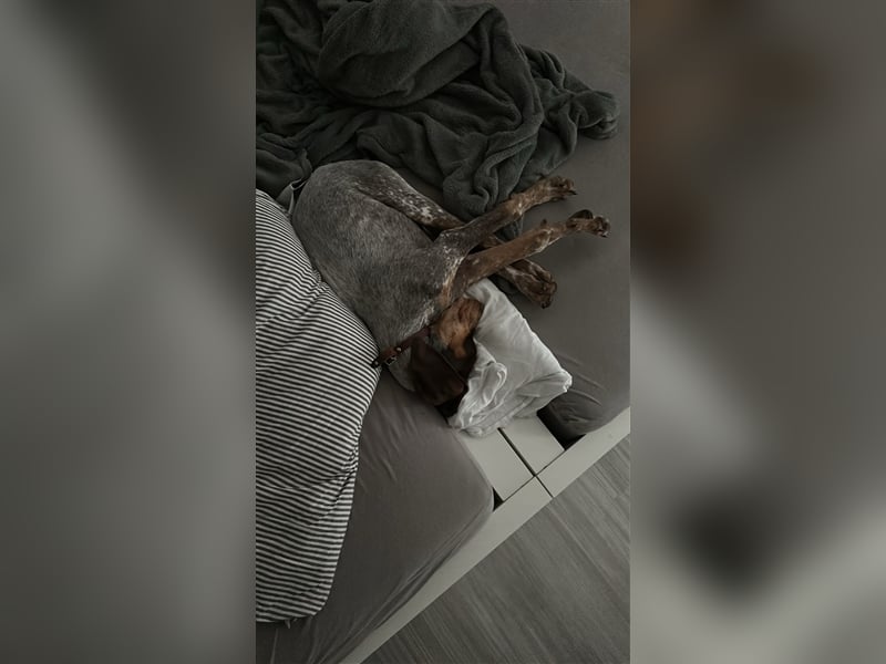 Willie sucht sein zu Hause ! ❤️