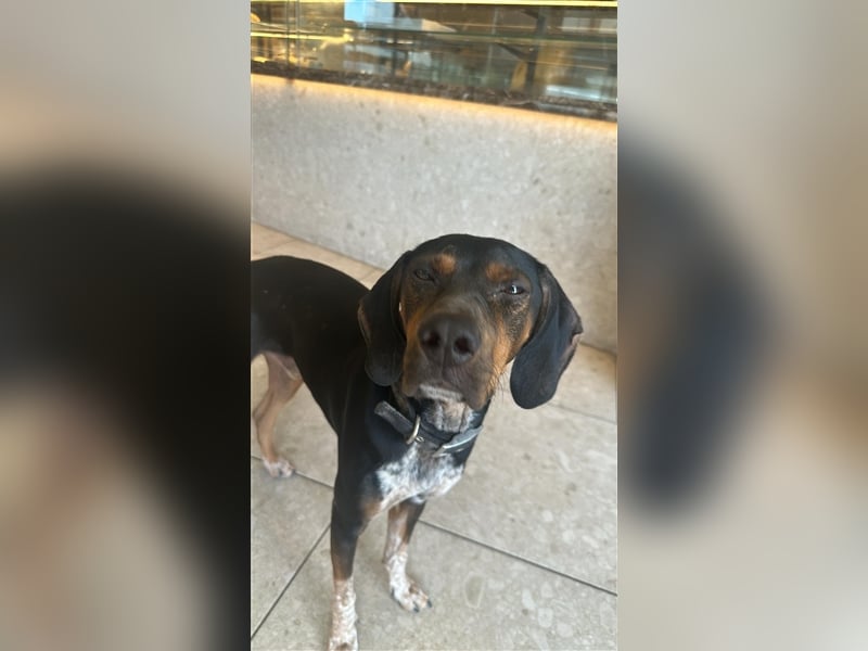 Chap sucht sein zu Hause!❤️