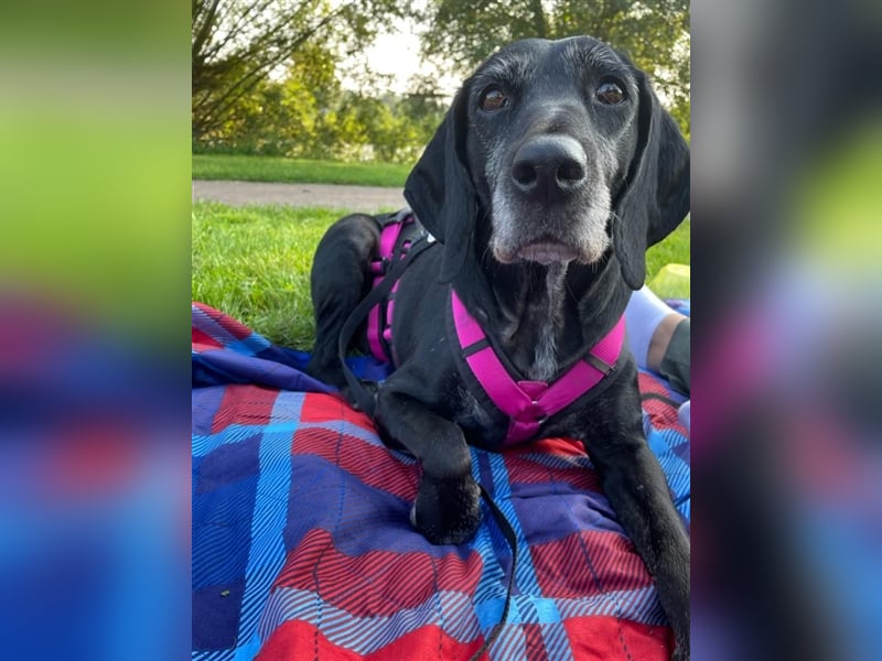 Athena sucht ihr Zuhause