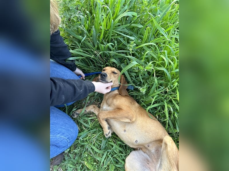 Ciara sucht ihr zu Hause! ❤️