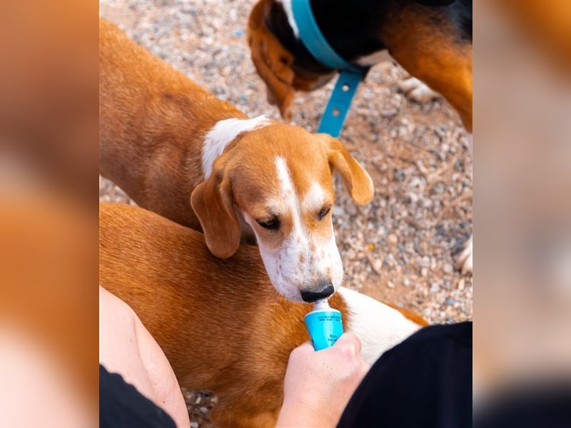 Sammy sucht sein zu Hause! ❤️