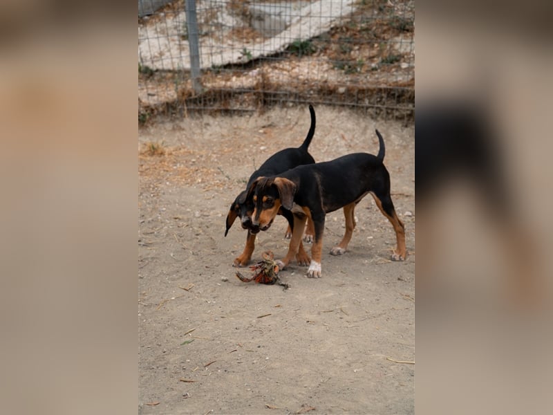 Dilan sucht sein zu Hause!❤️