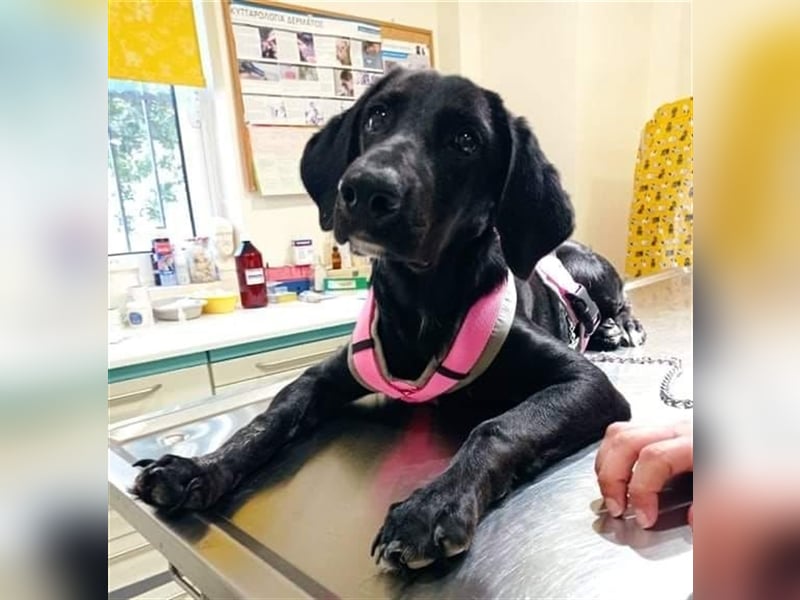 Sofita sucht ihr zu Hause! ❤️