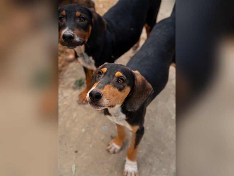 Dilan sucht sein zu Hause!❤️